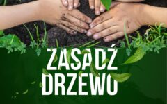 drzewo1