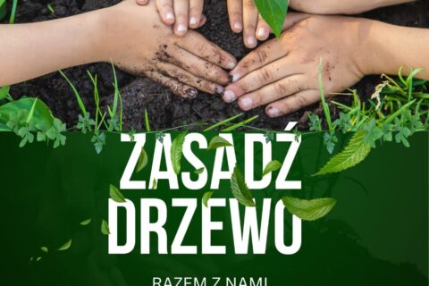 drzewo1