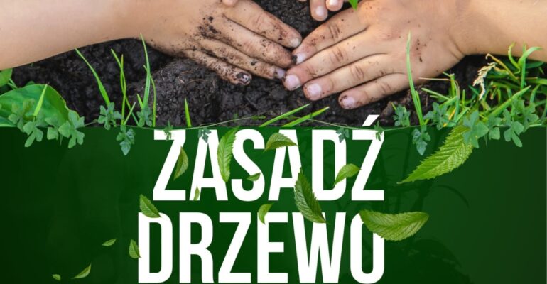 drzewo1