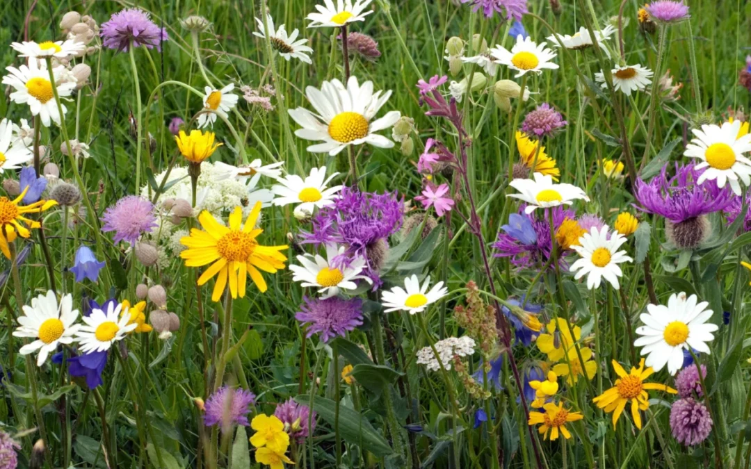 Powitanie Wiosny z Samorządem Szkolnym