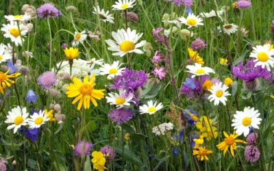 Powitanie Wiosny z Samorządem Szkolnym