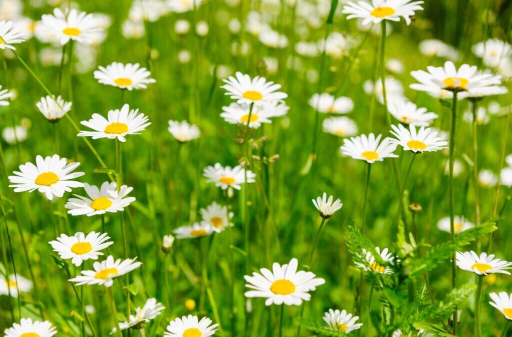 Wyprawa klasy II na poszukiwanie wiosny