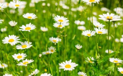 Wyprawa klasy II na poszukiwanie wiosny